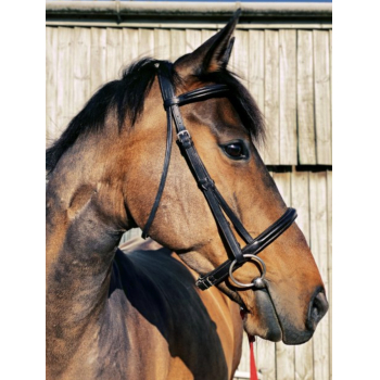 Eco Rider Classic Comfort Flash Bridle